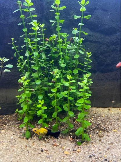 Moneywort – Bright Green, Easy Live Aquarium Plant (Bacopa monnieri)
