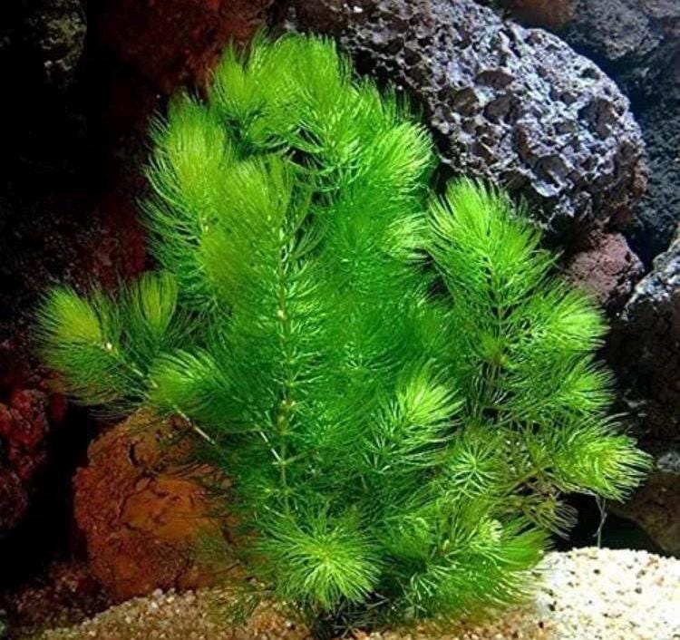 🌿 Easy Aquarium Plant Combo Pack – Hornwort, Java Fern, Water Wisteria & Guppy Grass - Great for Shrimp and Betta Tanks