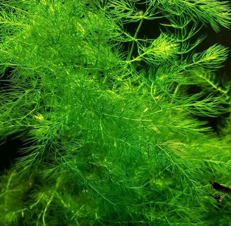 🌿 Easy Aquarium Plant Combo Pack – Hornwort, Java Fern, Water Wisteria & Guppy Grass - Great for Shrimp and Betta Tanks
