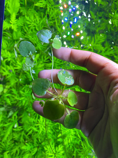 🌿 Amazon Frogbit – Beautiful Floating Live Aquarium Plant (Limnobium laevigatum)