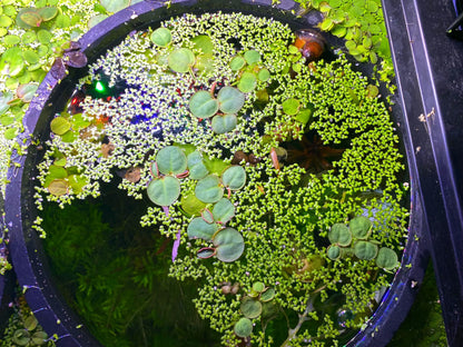 Foam Fish Feeding Ring - Floating Plant Rings - Aquarium decor