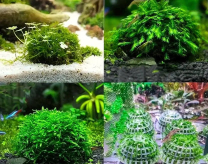 Sinking Aquarium Moss Holder: Beginner Fish Tank Accessory - Moss Ball