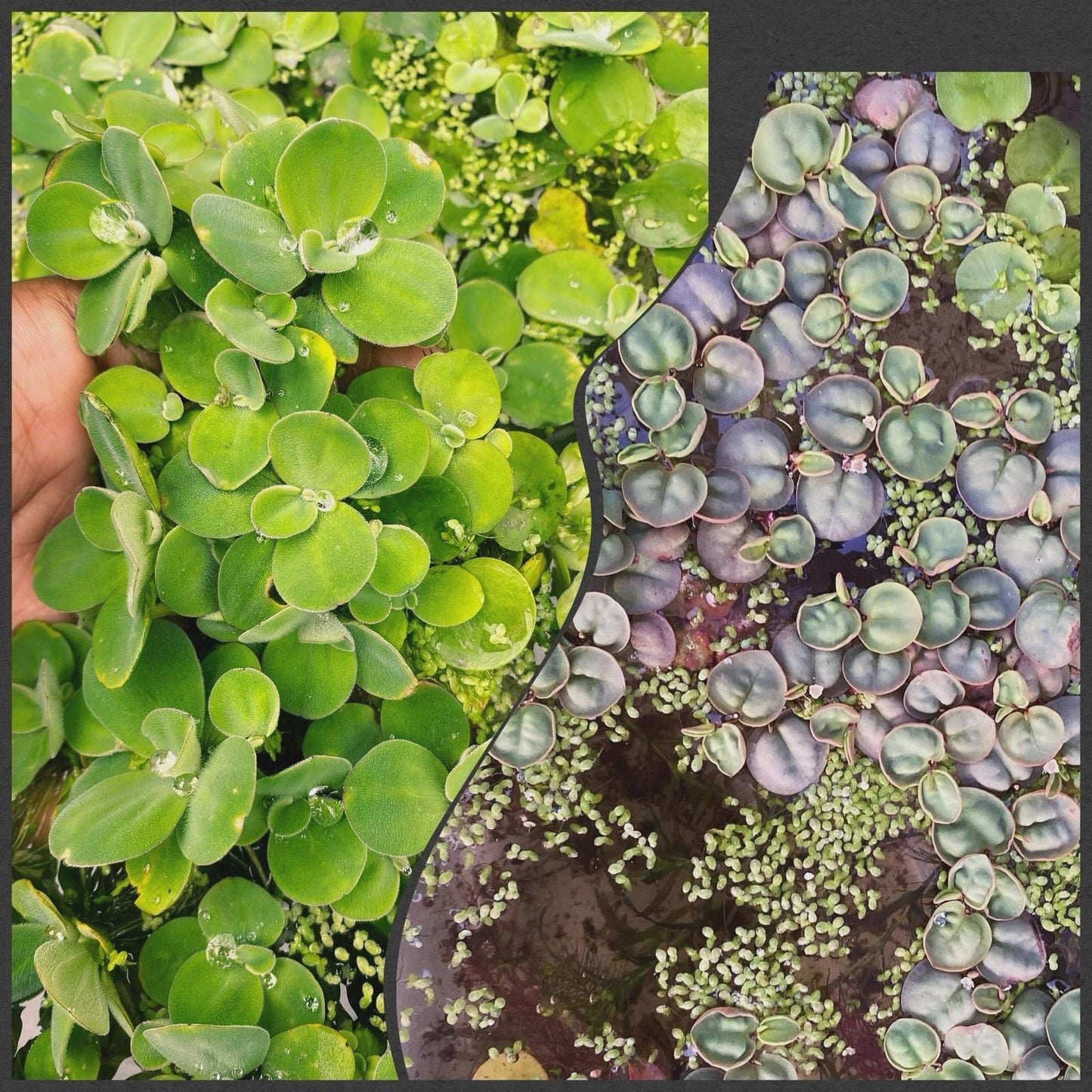 Dwarf Water Lecttuce & Red Root Floater Bundle- Aquarium plants - Beginner Plants