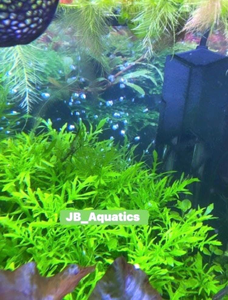 Water Wisteria (Hygrophila difformis) - Live Aquarium Plant - Beginner Plant - Low Maintenance
