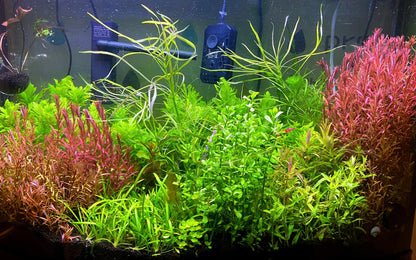 Beginner Aquarium Plant Variety Bundle: Live Freshwater Aquascape