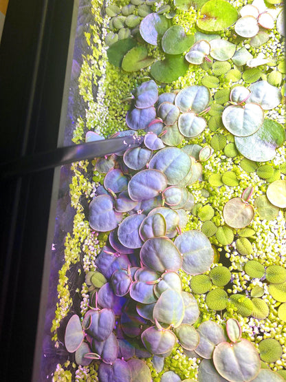 Red Root Floaters  Live Aquatic Plants for Aquarium | Natural Cover Floating Plant