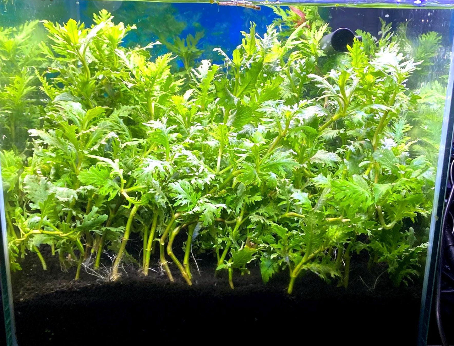 Water Wisteria (Hygrophila difformis) - Live Aquarium Plant - Beginner Plant - Low Maintenance