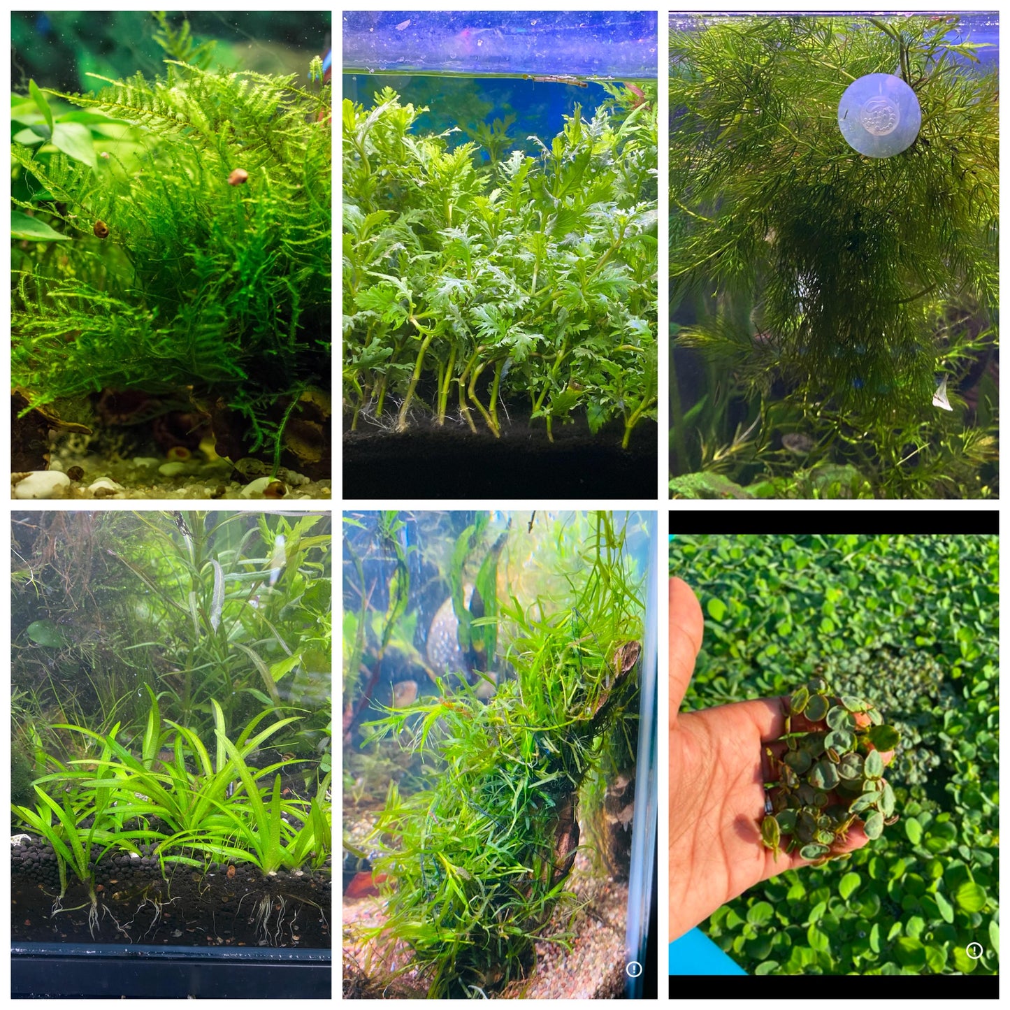 6 plant bundle, Low Tech Live Freshwater Aquarium. Floaters & rooted plants!
