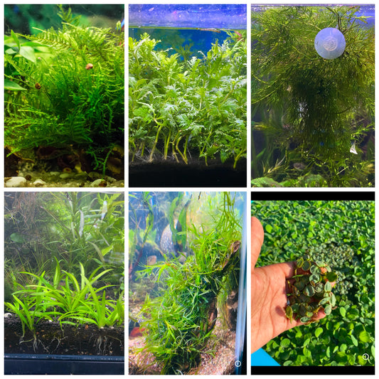 6 plant bundle, Low Tech Live Freshwater Aquarium. Floaters & rooted plants!
