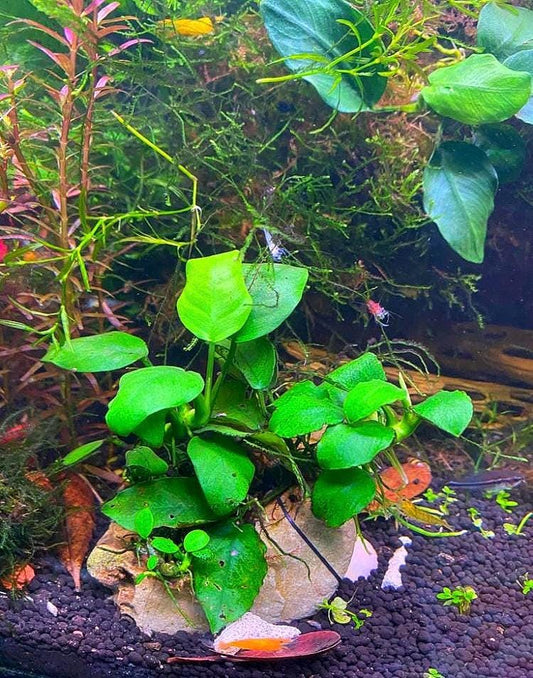 Anubias Nana Aquarium Plant: Beginner-Friendly Live Plant with Suction Cup