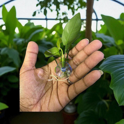 Anubias Nana Aquarium Plant: Beginner-Friendly Live Plant with Suction Cup