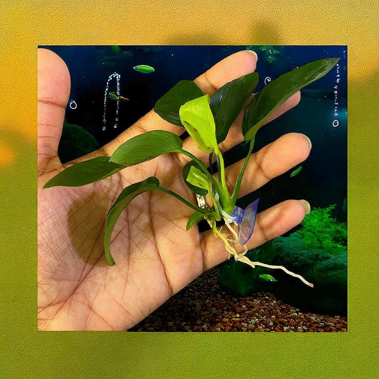 Anubias Nana Aquarium Plant: Beginner-Friendly Live Plant with Suction Cup