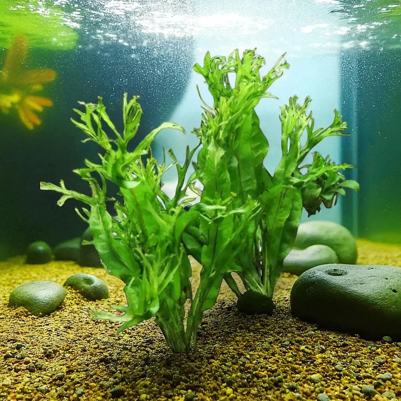 🌿 Java Fern ‘Windelov’ – Hardy, Easy Live Aquarium Plant (Microsorum pteropus ‘Windelov’)