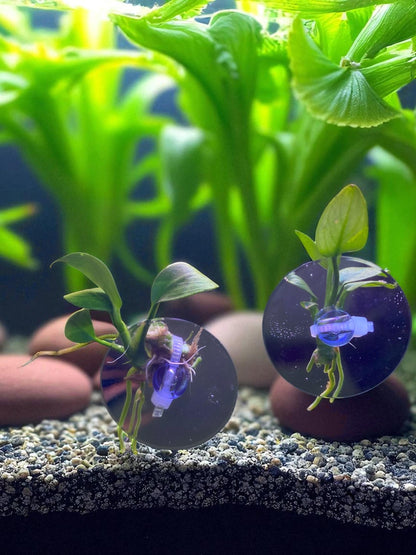 Anubias Nana Aquarium Plant with Suction Cup: Beginner-Friendly, Low-Tech