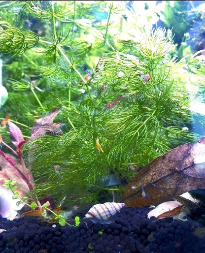 Hornwort (coontail) Plant: Beginner Aquarium Plant