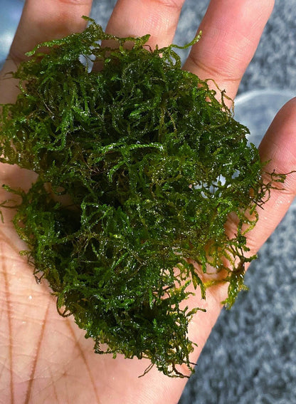 Flame Moss (Taxiphyllum sp. 'Flame') Portion - Live Aquarium  Plant - Low Maintenance