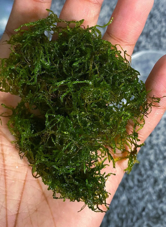 🔥 Flame Moss – Unique, Easy Live Aquarium Plant (Taxiphyllum sp. ‘Flame’)