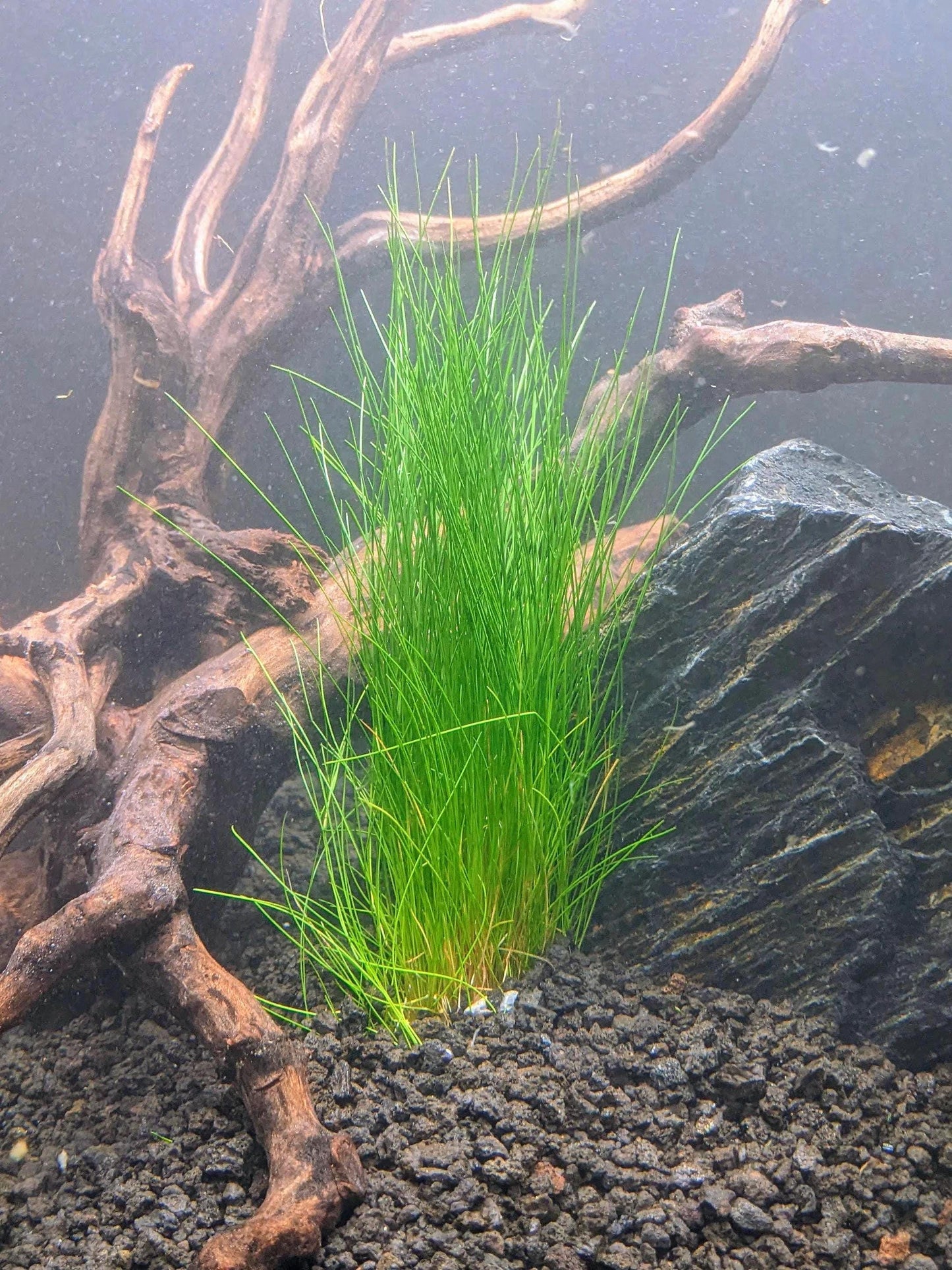 Dwarf Hair grass (Eleocharis): Beginner Aquarium Plant - Easy Care -