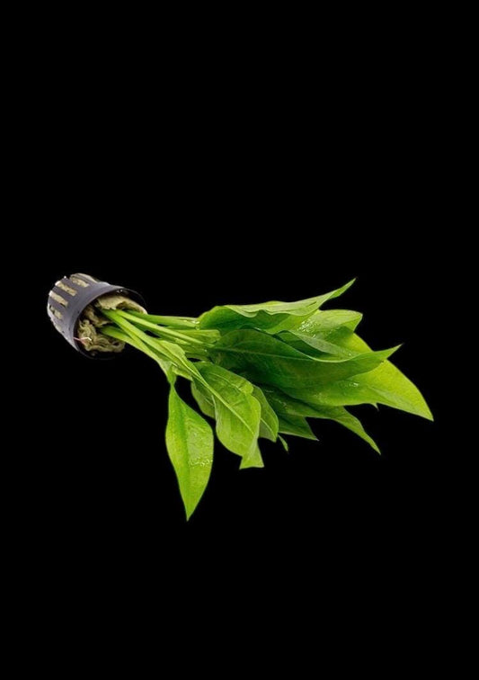 Amazon Sword (Echinodorus Bleheri) Medium Size - Live Aquarium Plant