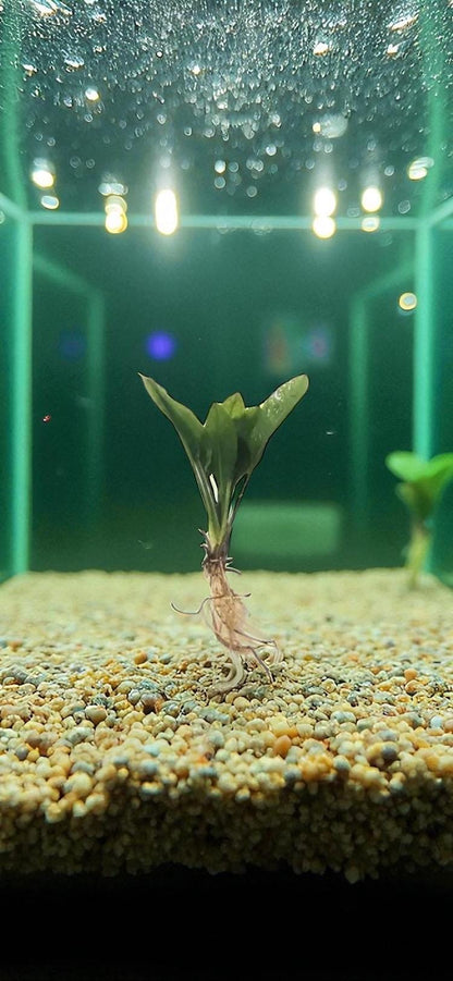 Amazon Sword Compacta (Echinodorus Bleheri) - Live Aquarium Plant