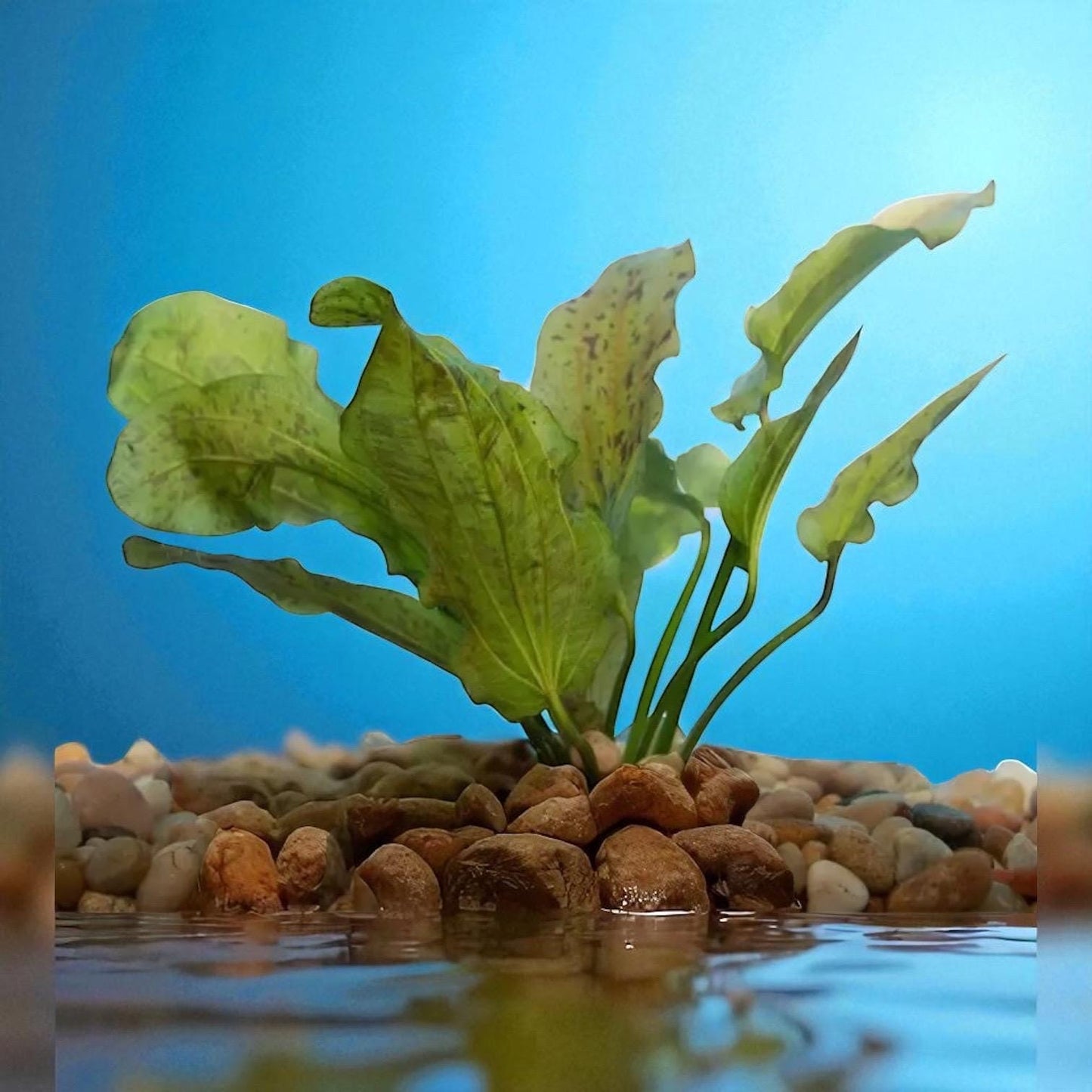 Ozelot Sword Live Aquarium Plant - Red Spotted Green Leaves