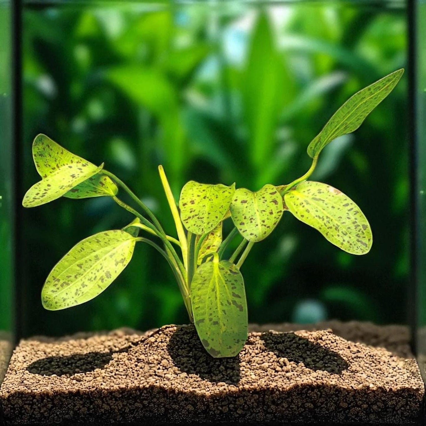 Ozelot Sword  Live Aquarium Plant - Beginner Aquarium Plant - Sword Plant - Both Red and  Green Plants Available!