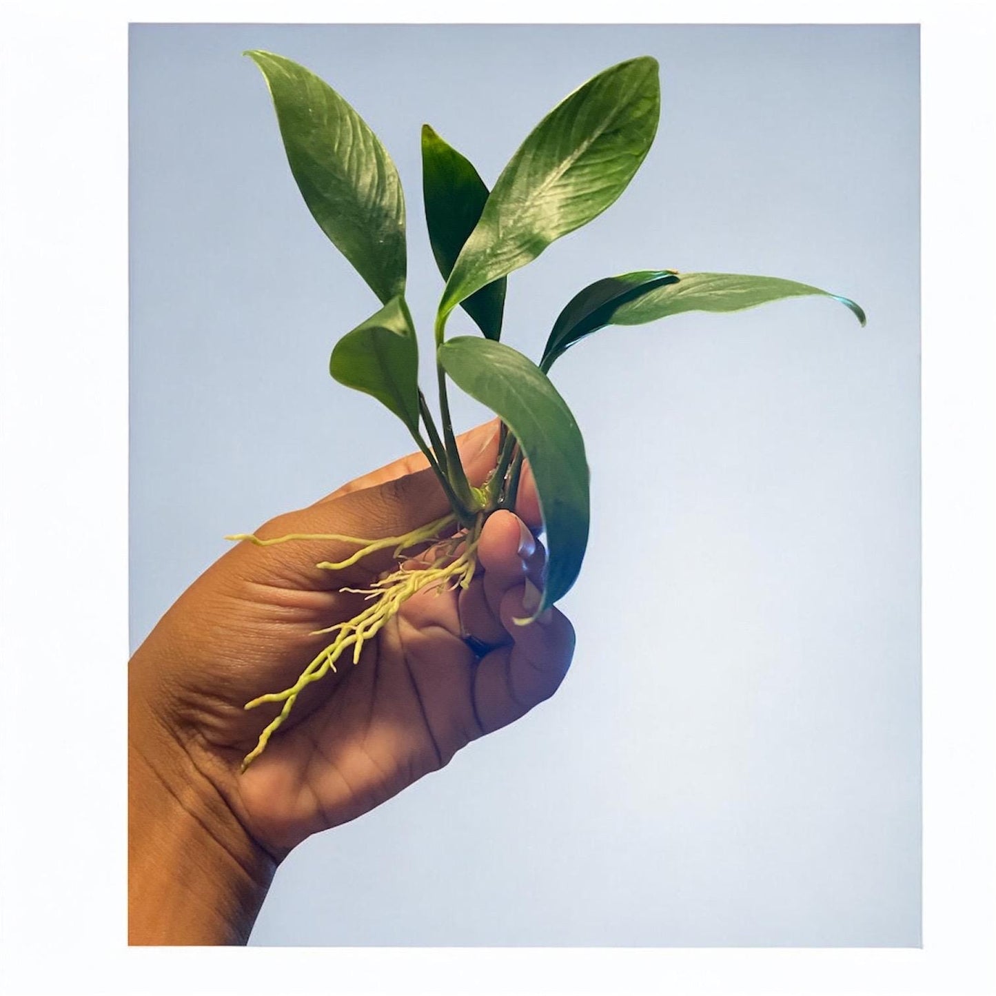 Anubias ( Congenesis ) - Beginner Aquarium Plant