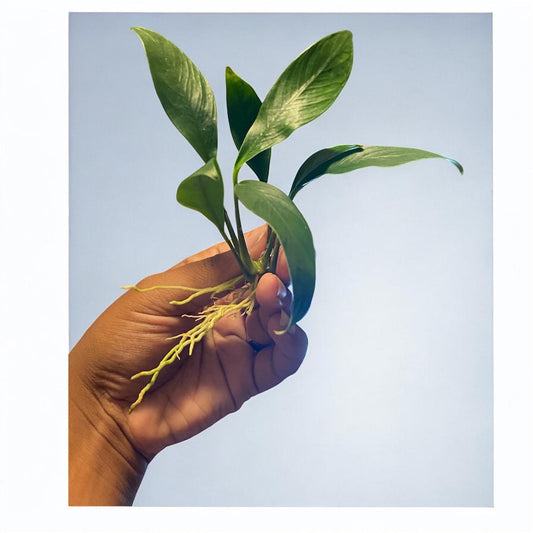 Anubias ( Congenesis ) - Beginner Aquarium Plant