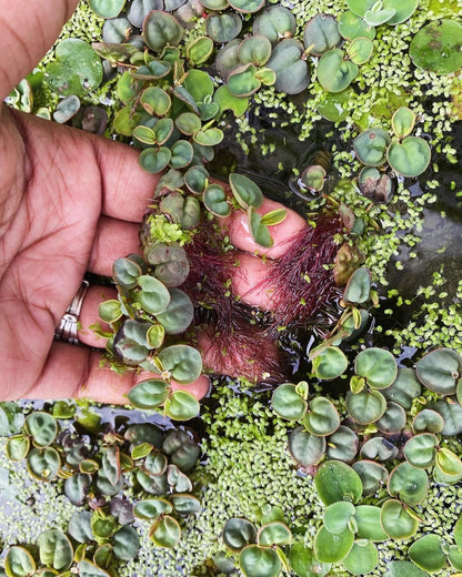 Salvina Minima and Redroot Floater plant Bundle  - beginner floating plants - aquarium plants