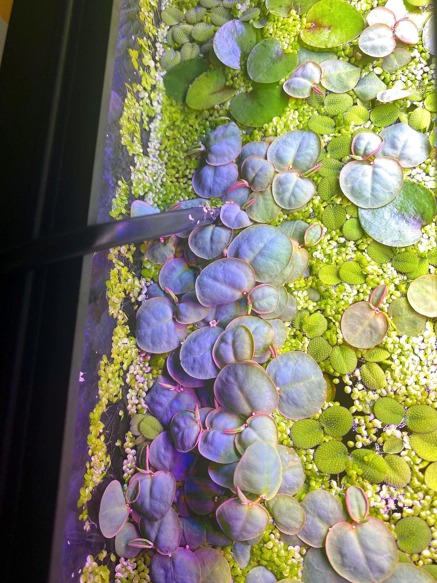 Salvina Minima and Redroot Floater plant Bundle  - beginner floating plants - aquarium plants