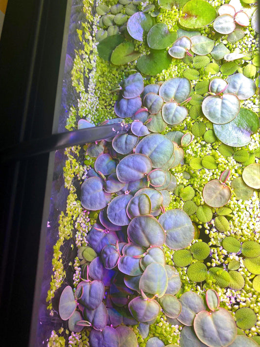 Salvina Minima and Redroot Floater plant Bundle  - beginner floating plants - aquarium plants