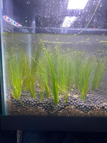 Beginner Aquarium Plant Variety Bundle: Live Freshwater Aquascape