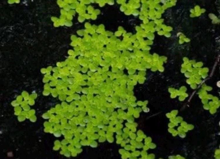 Duckweed (Lemna minor) And Salvinia Minima Combo- Easy Aquarium Plant: 4oz Portion