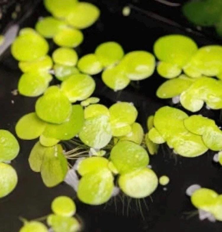 Duckweed (Lemna minor) And Salvinia Minima Combo- Easy Aquarium Plant: 4oz Portion