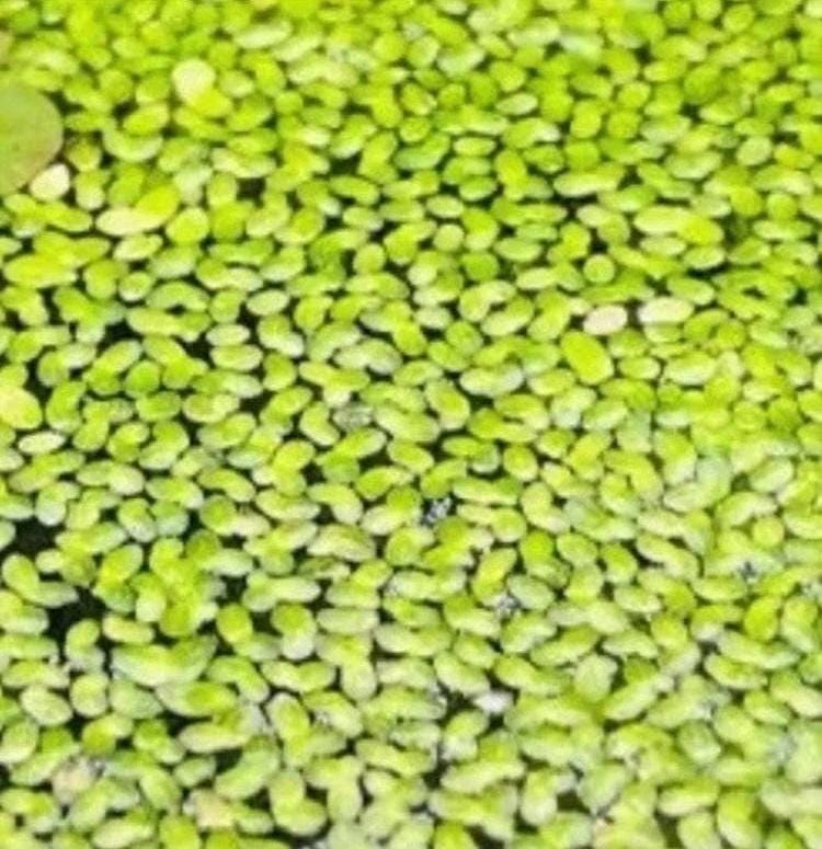 Duckweed (Lemna minor) And Salvinia Minima Combo- Easy Aquarium Plant: 4oz Portion