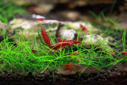 Dwarf Hair grass (Eleocharis): Beginner Aquarium Plant - Easy Care -