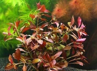 Dark Red Ludwigia – Vibrant Live Aquarium Plant (Ludwigia repens)
