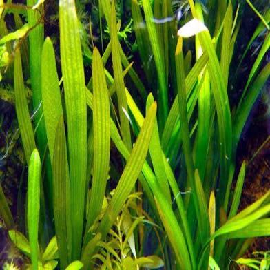 Sagittaria Platyphylla: Wide Leaf Beginner Aquarium Plant - low maintenance
