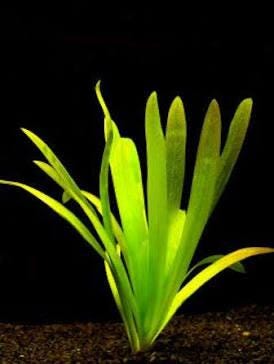 Sagittaria Platyphylla: Wide Leaf Beginner Aquarium Plant - low maintenance