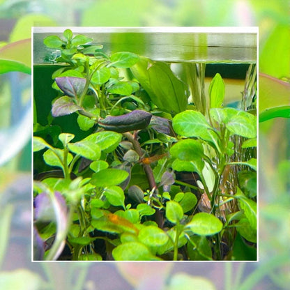 Lobelia cardinalis - Beginner Aquarium Plant