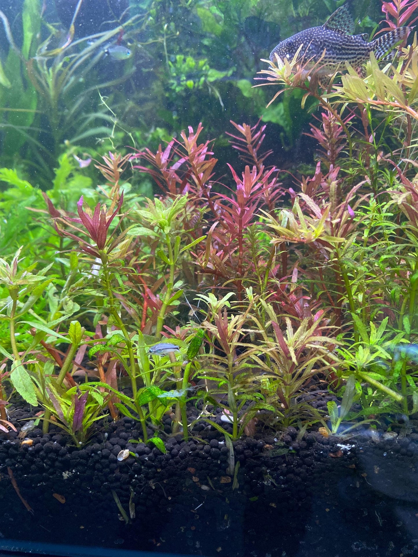 Limnophila Aromatica Live Aquarium Plant | Colorful Stem Plant for Aquascapes | Fast Growing Freshwater Plant