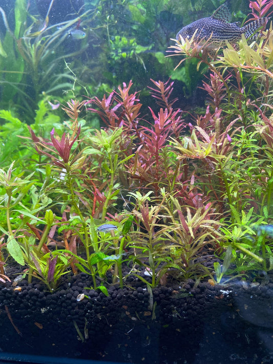 Limnophila Aromatica Live Aquarium Plant | Colorful Stem Plant for Aquascapes | Fast Growing Freshwater Plant