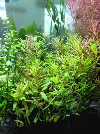 Limnophila Aromatica Live Aquarium Plant | Colorful Stem Plant for Aquascapes | Fast Growing Freshwater Plant