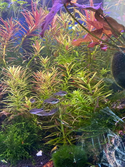 Limnophila Aromatica Live Aquarium Plant | Colorful Stem Plant for Aquascapes | Fast Growing Freshwater Plant
