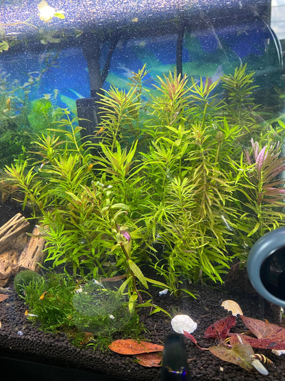 Limnophila Aromatica Live Aquarium Plant | Colorful Stem Plant for Aquascapes | Fast Growing Freshwater Plant