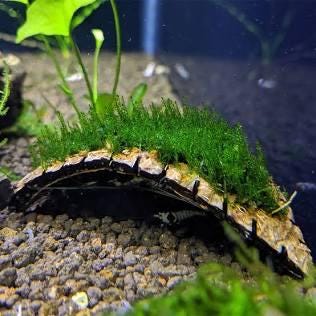 🔥 Flame Moss – Unique, Easy Live Aquarium Plant (Taxiphyllum sp. ‘Flame’)