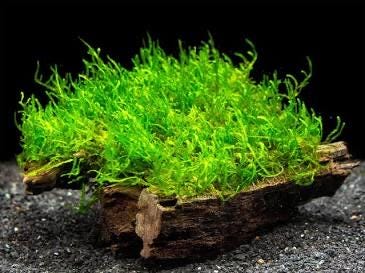 Flame Moss (Taxiphyllum sp. 'Flame') Portion - Live Aquarium  Plant - Low Maintenance