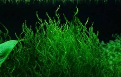 🔥 Flame Moss – Unique, Easy Live Aquarium Plant (Taxiphyllum sp. ‘Flame’)