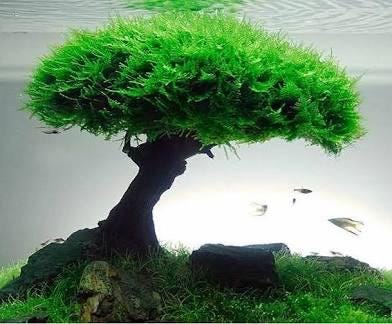 🔥 Flame Moss – Unique, Easy Live Aquarium Plant (Taxiphyllum sp. ‘Flame’)