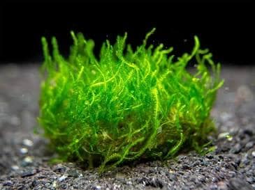 🔥 Flame Moss – Unique, Easy Live Aquarium Plant (Taxiphyllum sp. ‘Flame’)